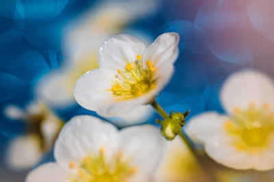white flower in tilt shift lens astonishing zoom background