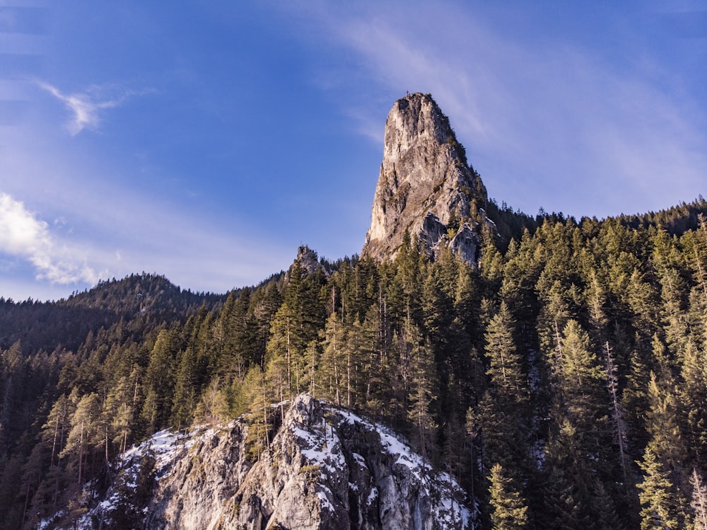 green pine trees on mountain under blue sky during daytime