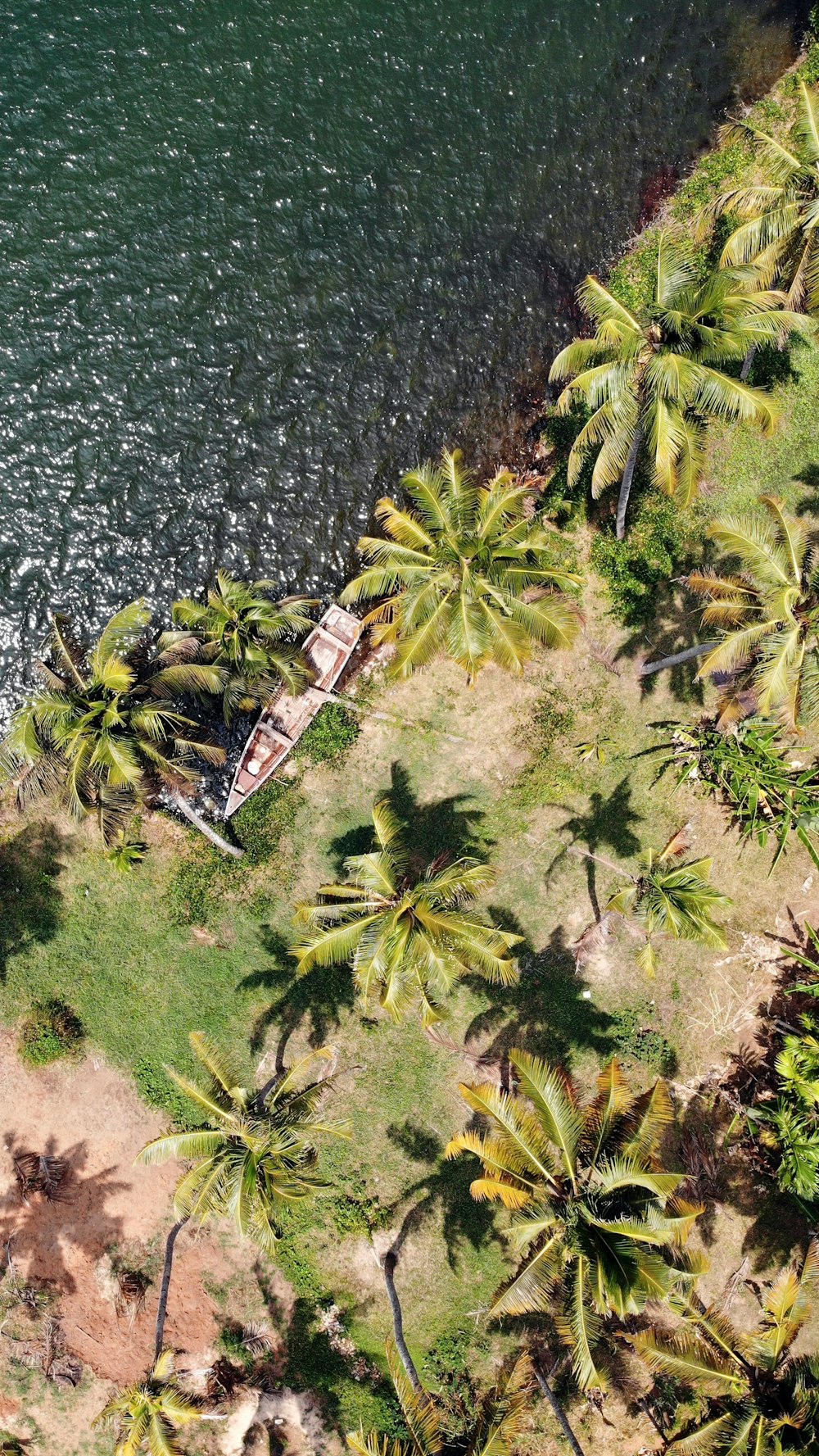 Vista aérea de árboles verdes junto al cuerpo de agua durante el día