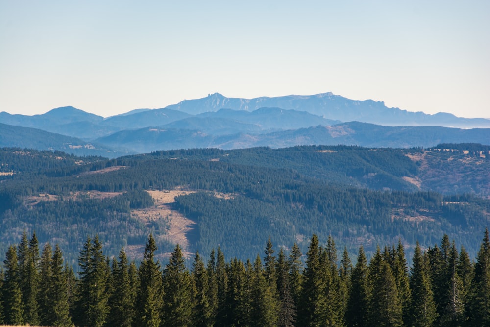 green pine trees on mountain during daytime