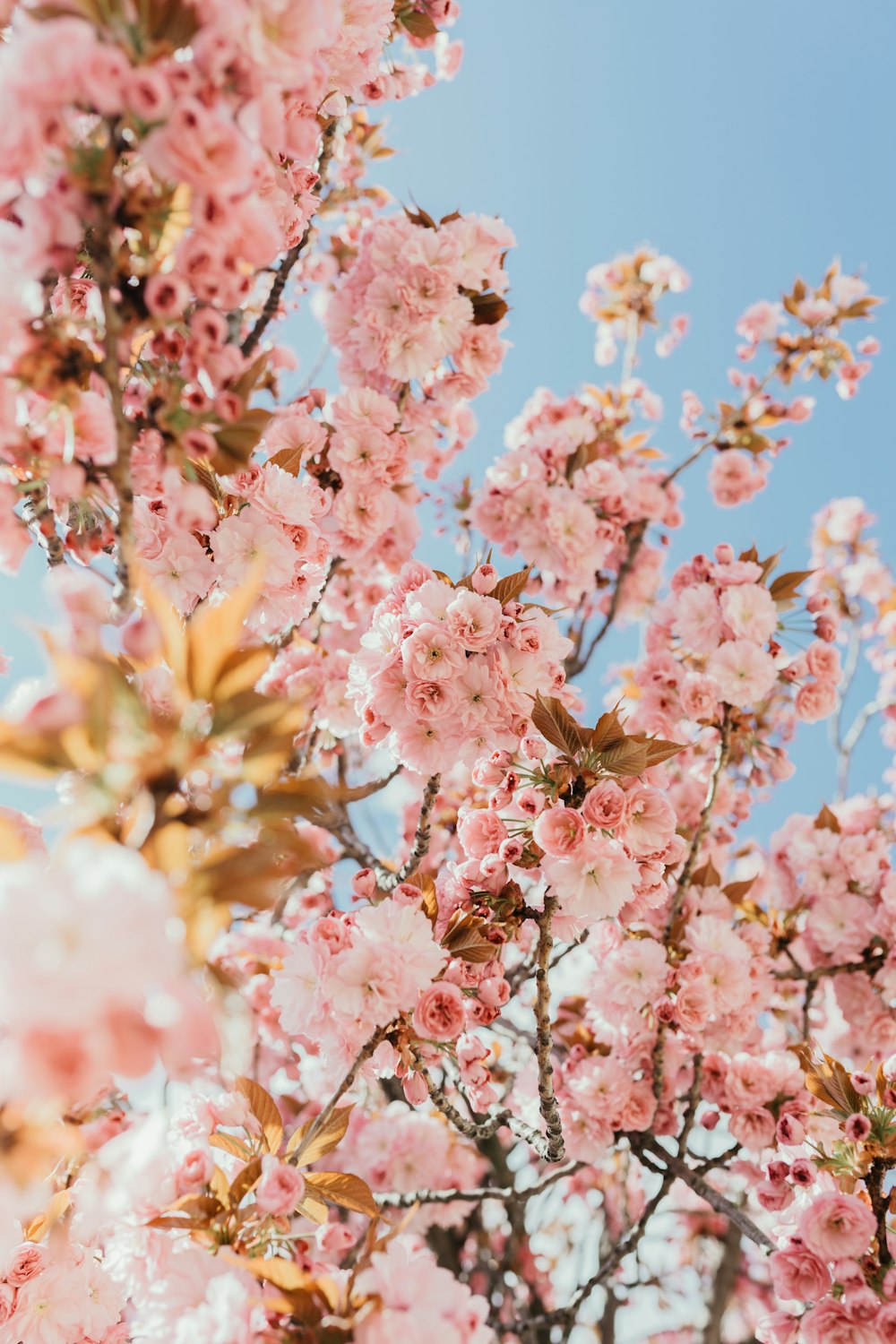 pink cherry blossom in bloom during daytime