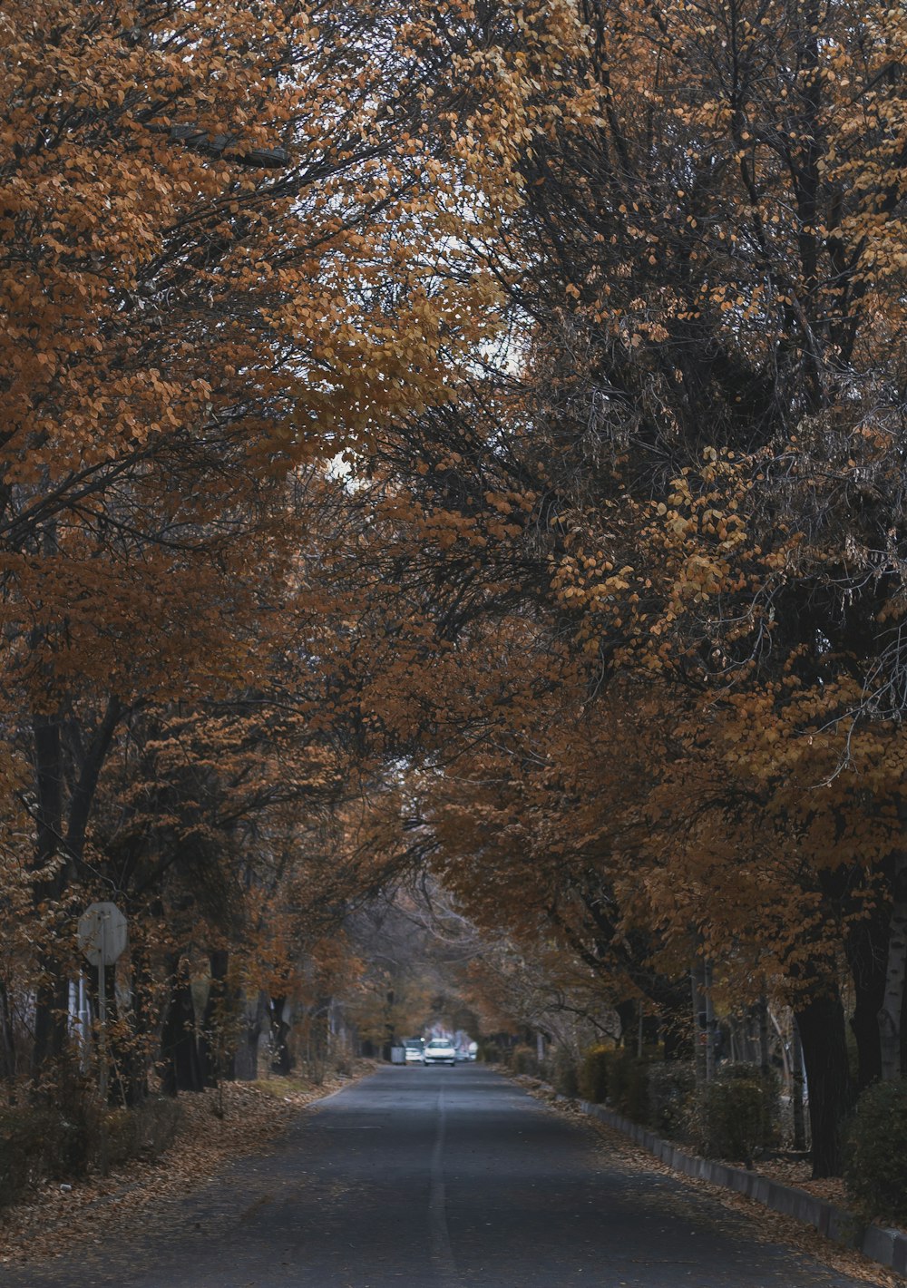 brown trees near road during daytime