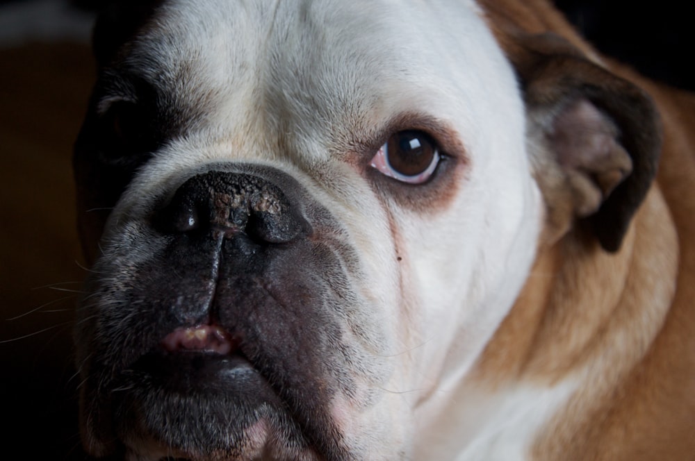 white and brown short coated dog