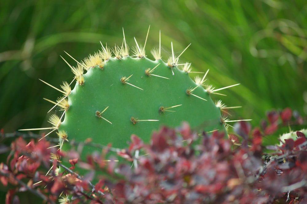 green cactus in close up photography