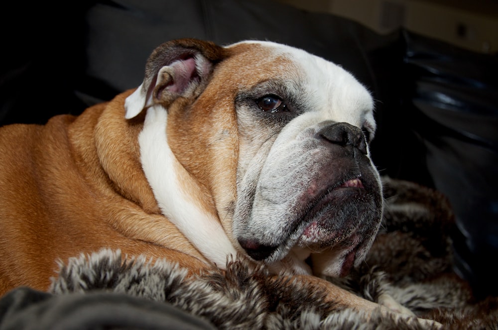 brown and white short coated dog