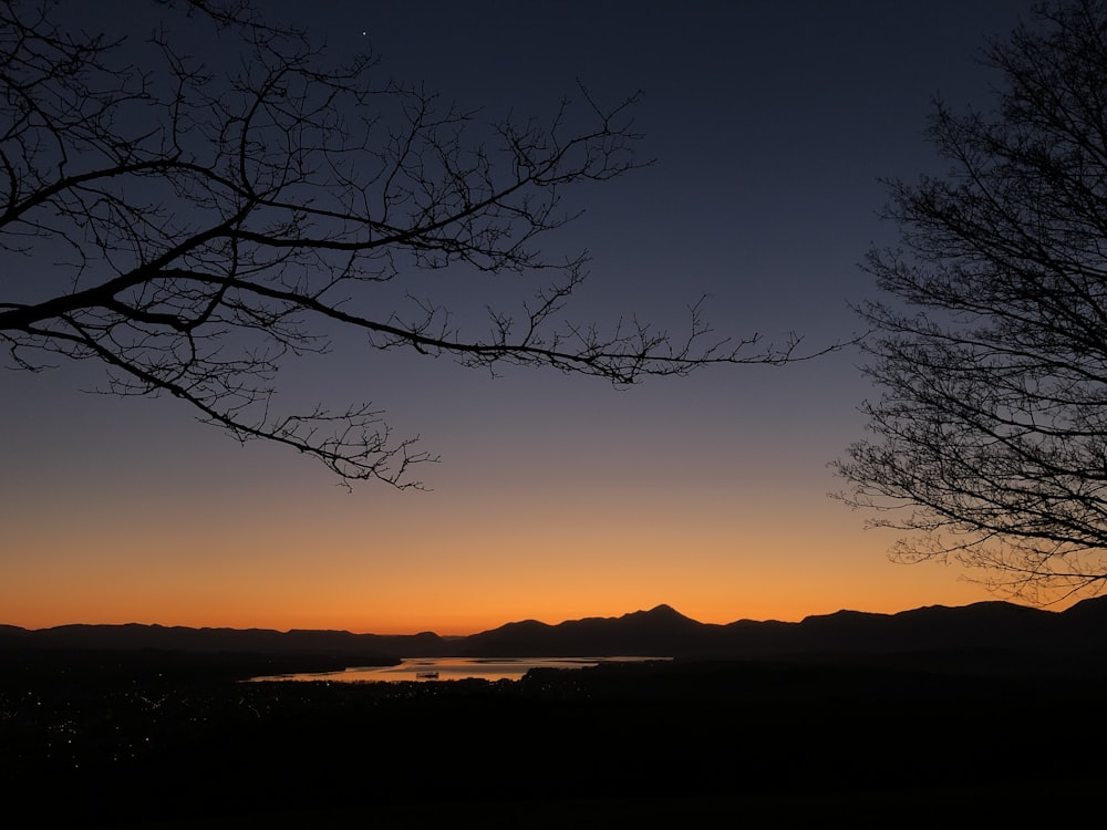 silhouette of bare tree during sunset