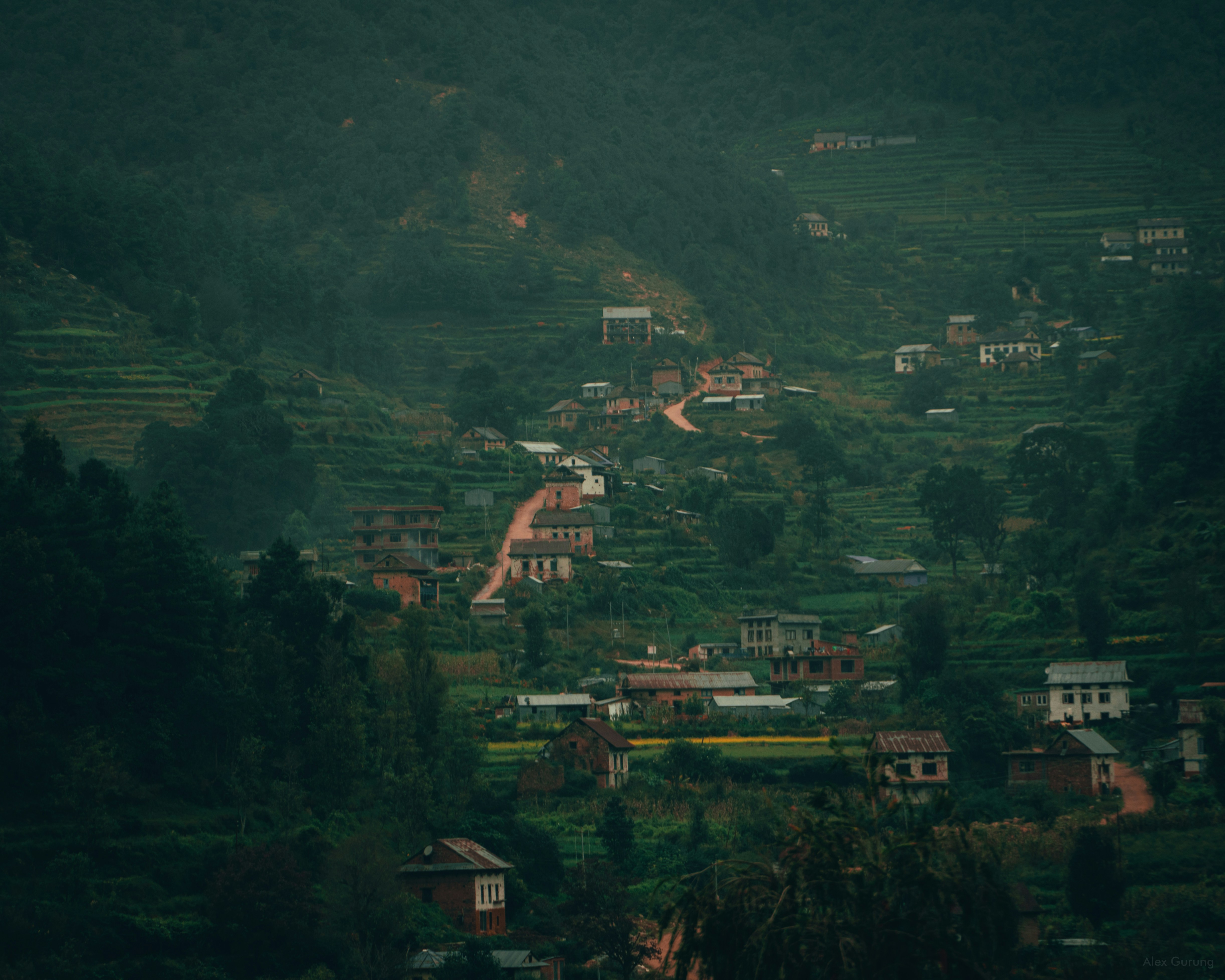 aerial view of green trees and houses during daytime