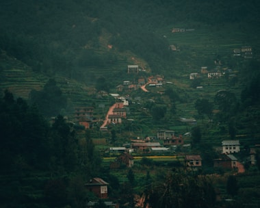 aerial view of green trees and houses during daytime