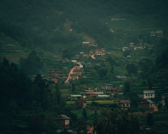 aerial view of green trees and houses during daytime
