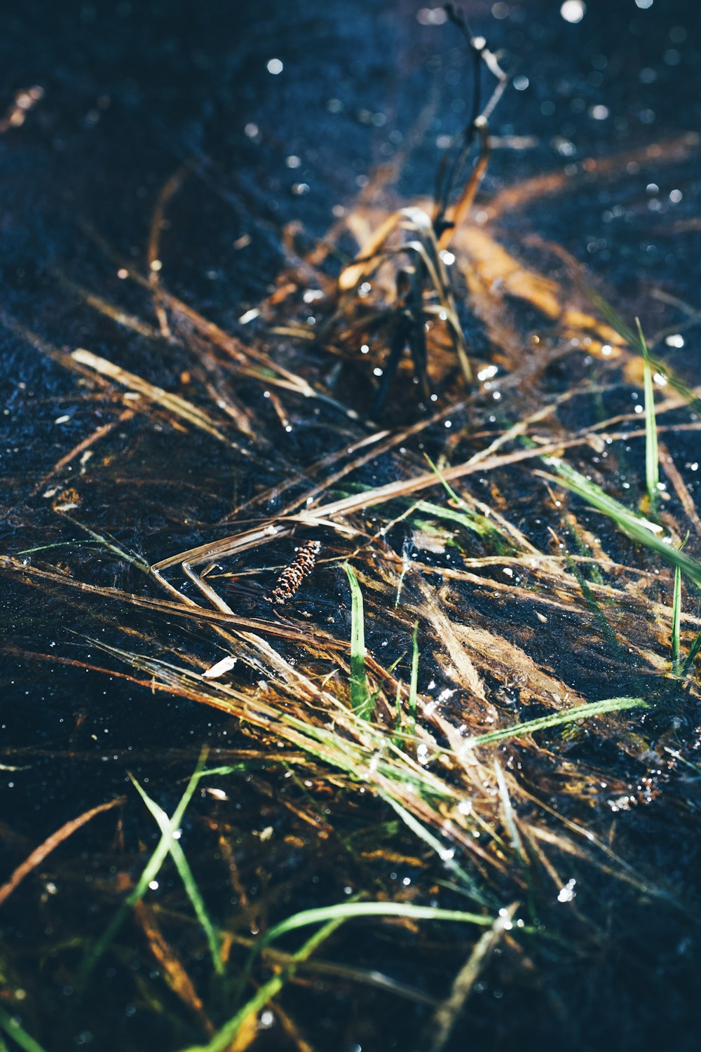 water droplets on green grass