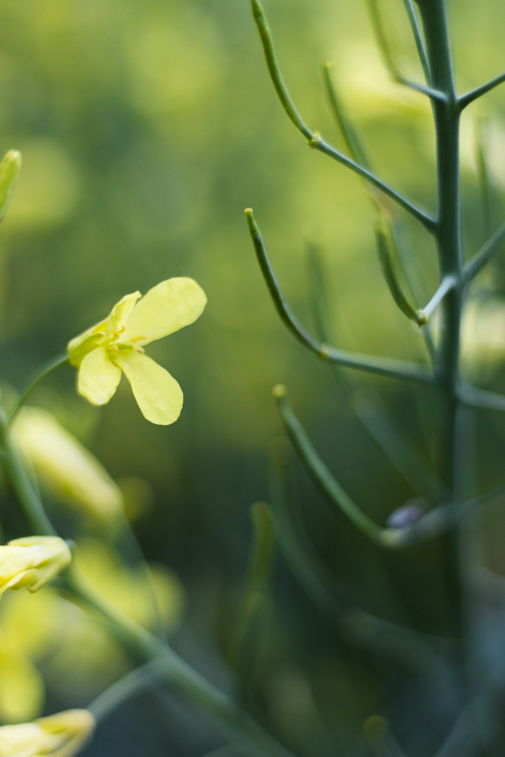 yellow flower in tilt shift lens