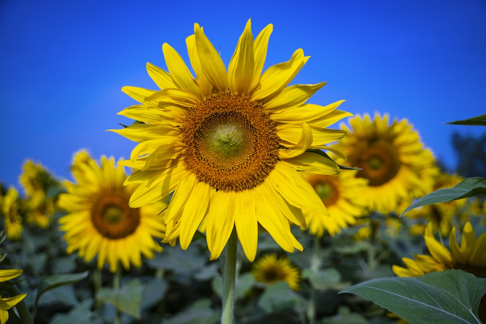 yellow sunflower in close up photography