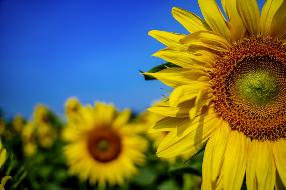 yellow sunflower in close up photography during daytime