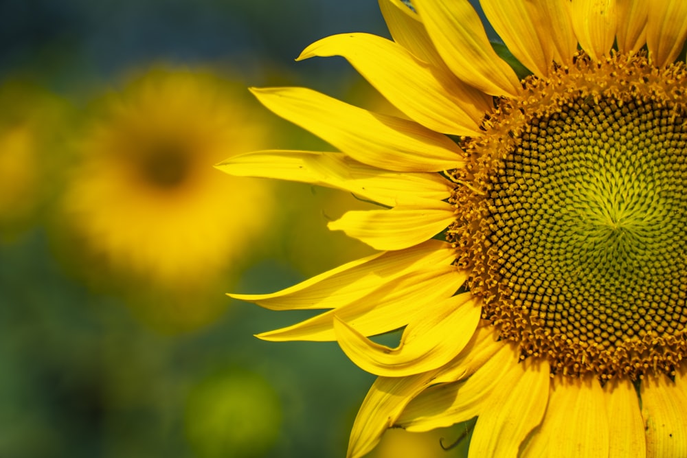 yellow sunflower in close up photography