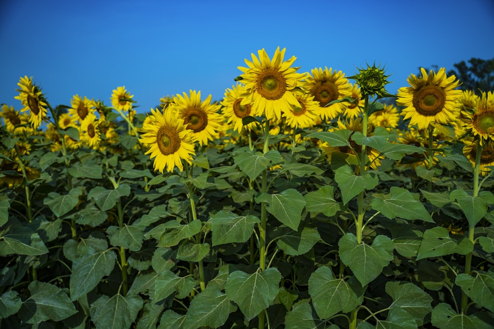 yellow sunflower field during daytime