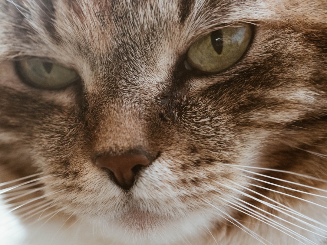 brown and white tabby cat