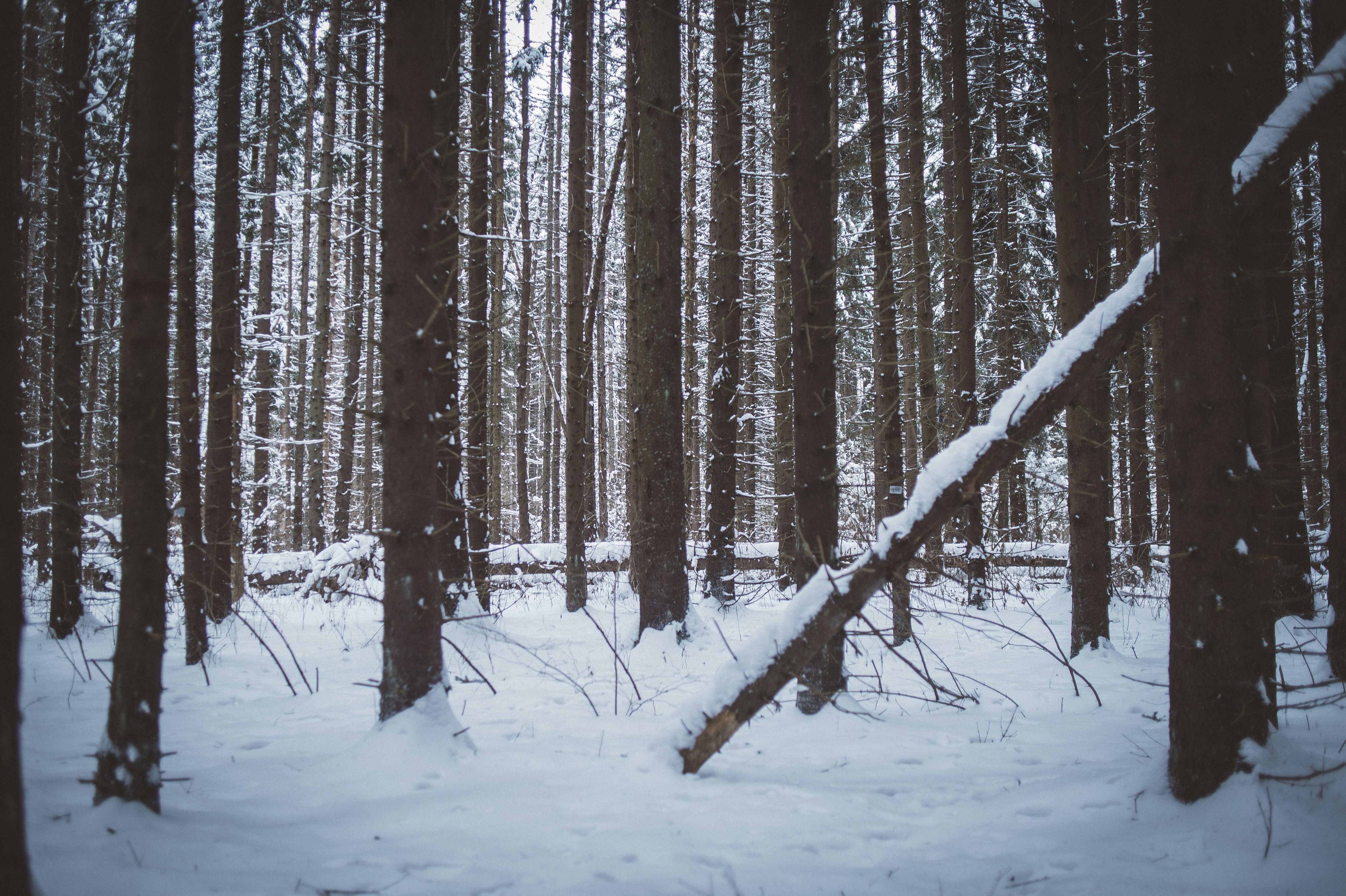 Photo by vonshnauzer