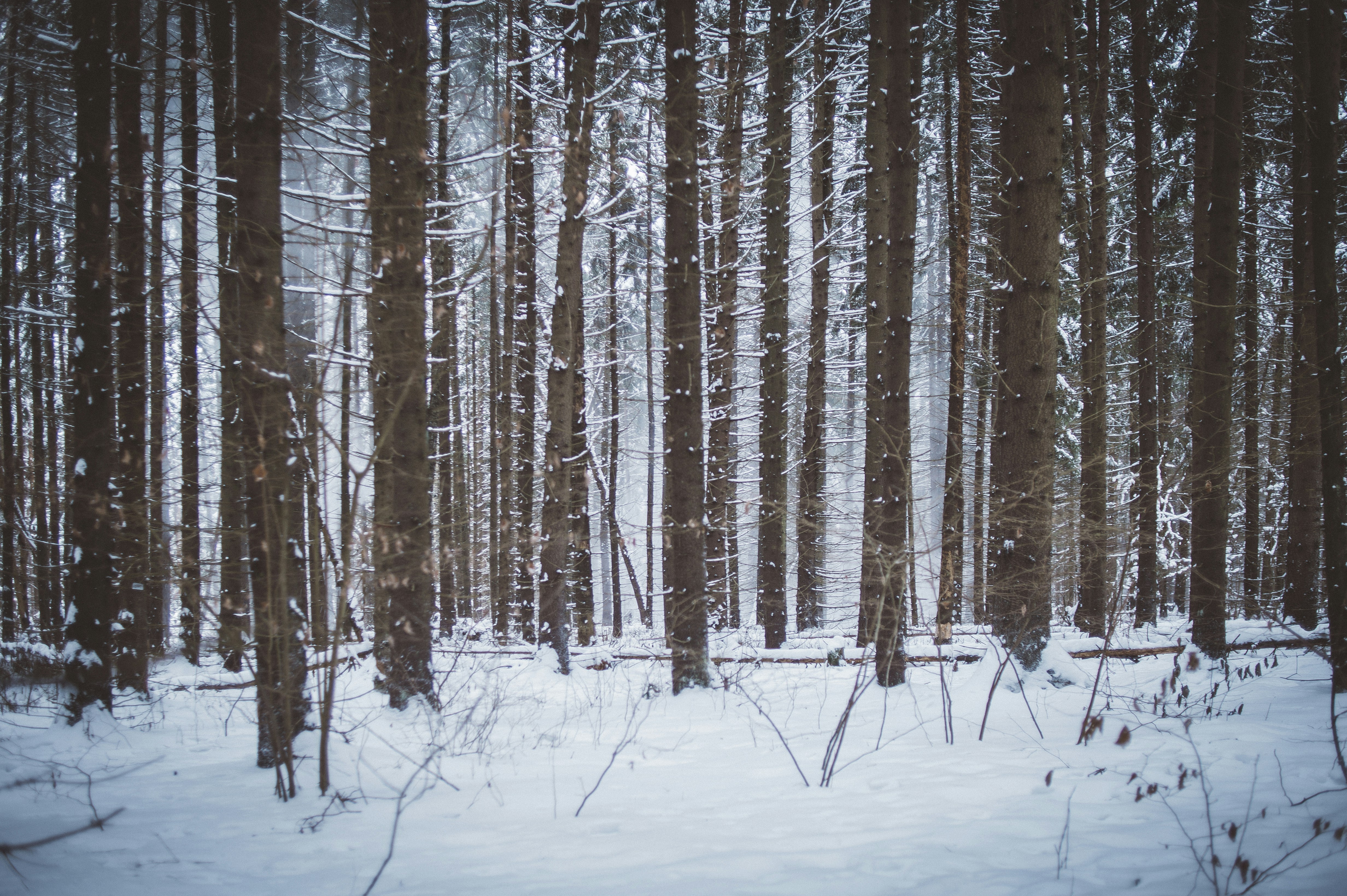 Photo by vonshnauzer