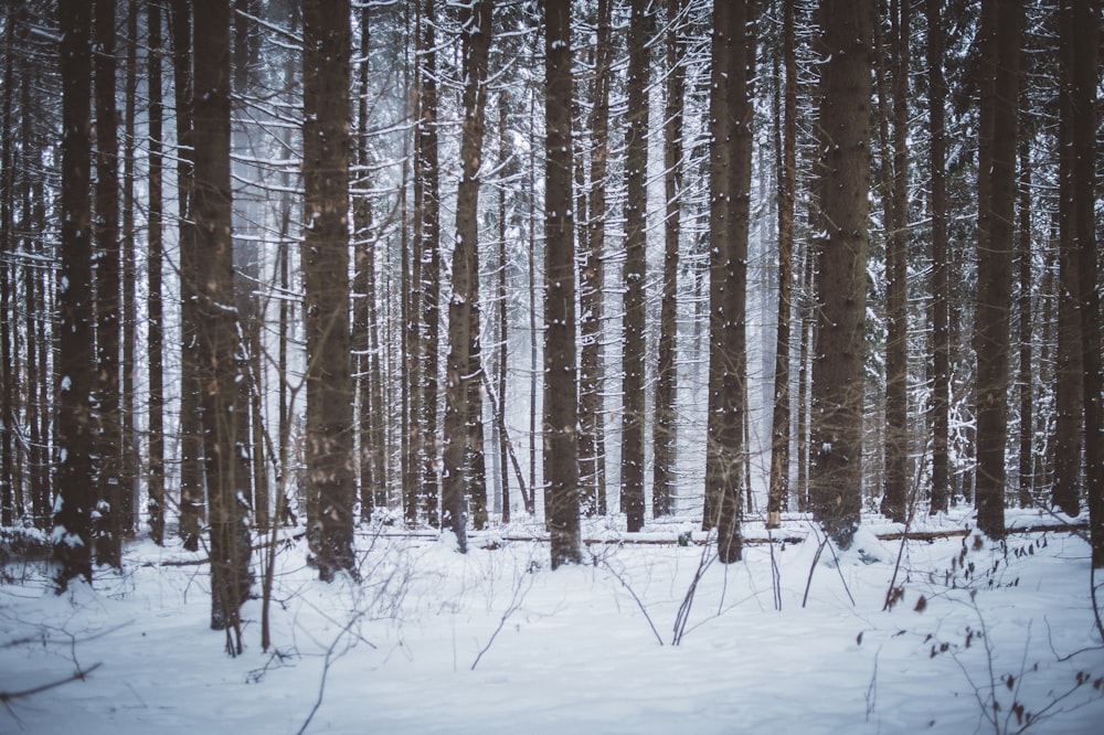 brown trees on snow covered ground during daytime