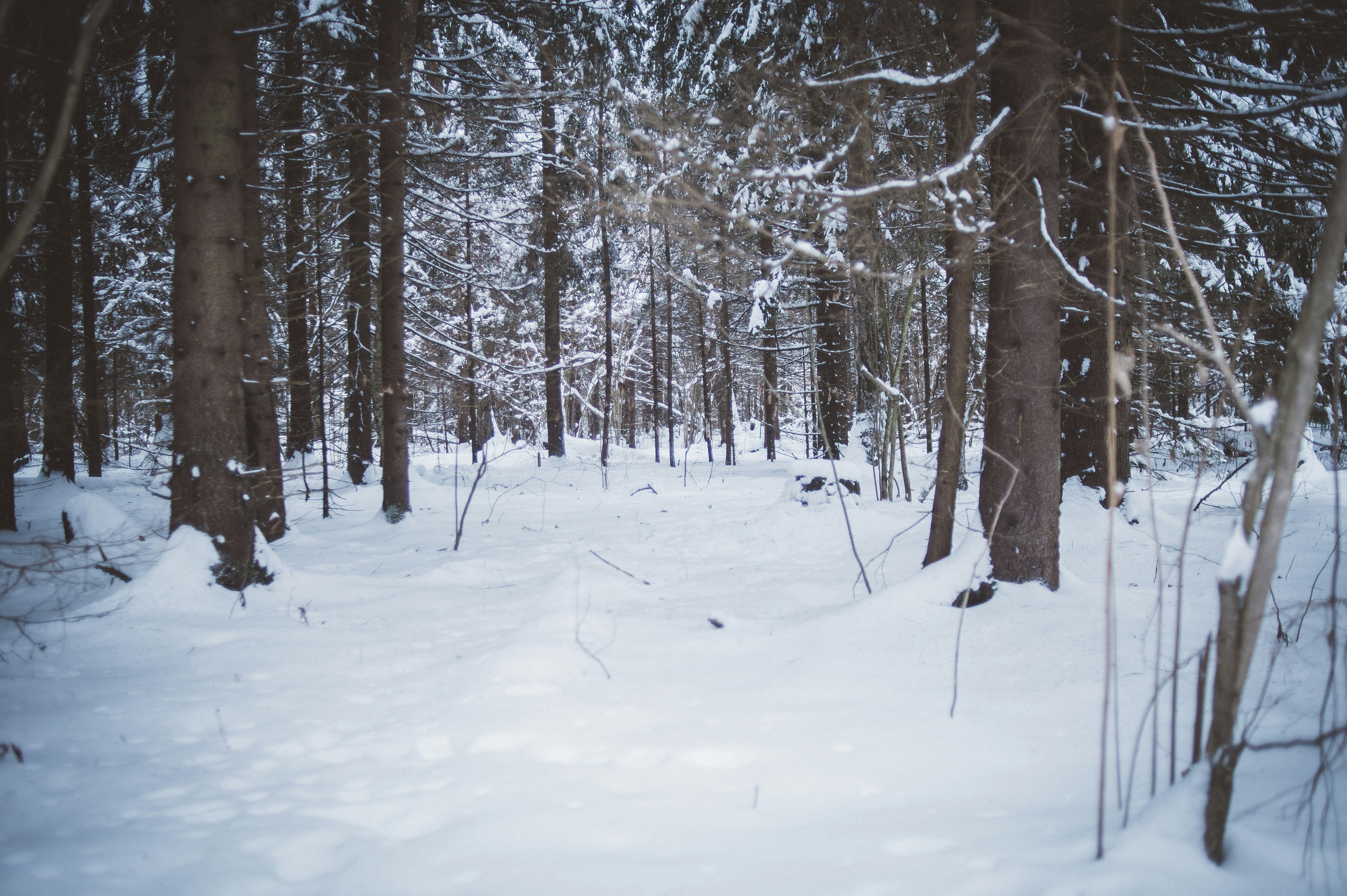 Photo by vonshnauzer