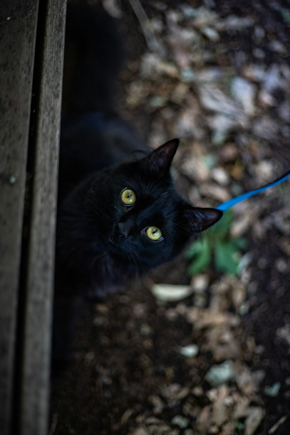 black cat on brown wooden fence