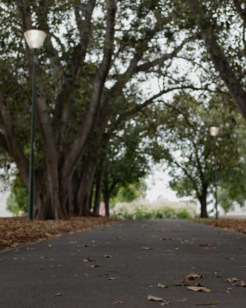 brown pathway between green trees during daytime