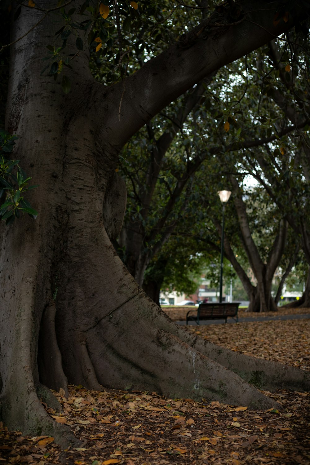 brown tree trunk near green trees during daytime