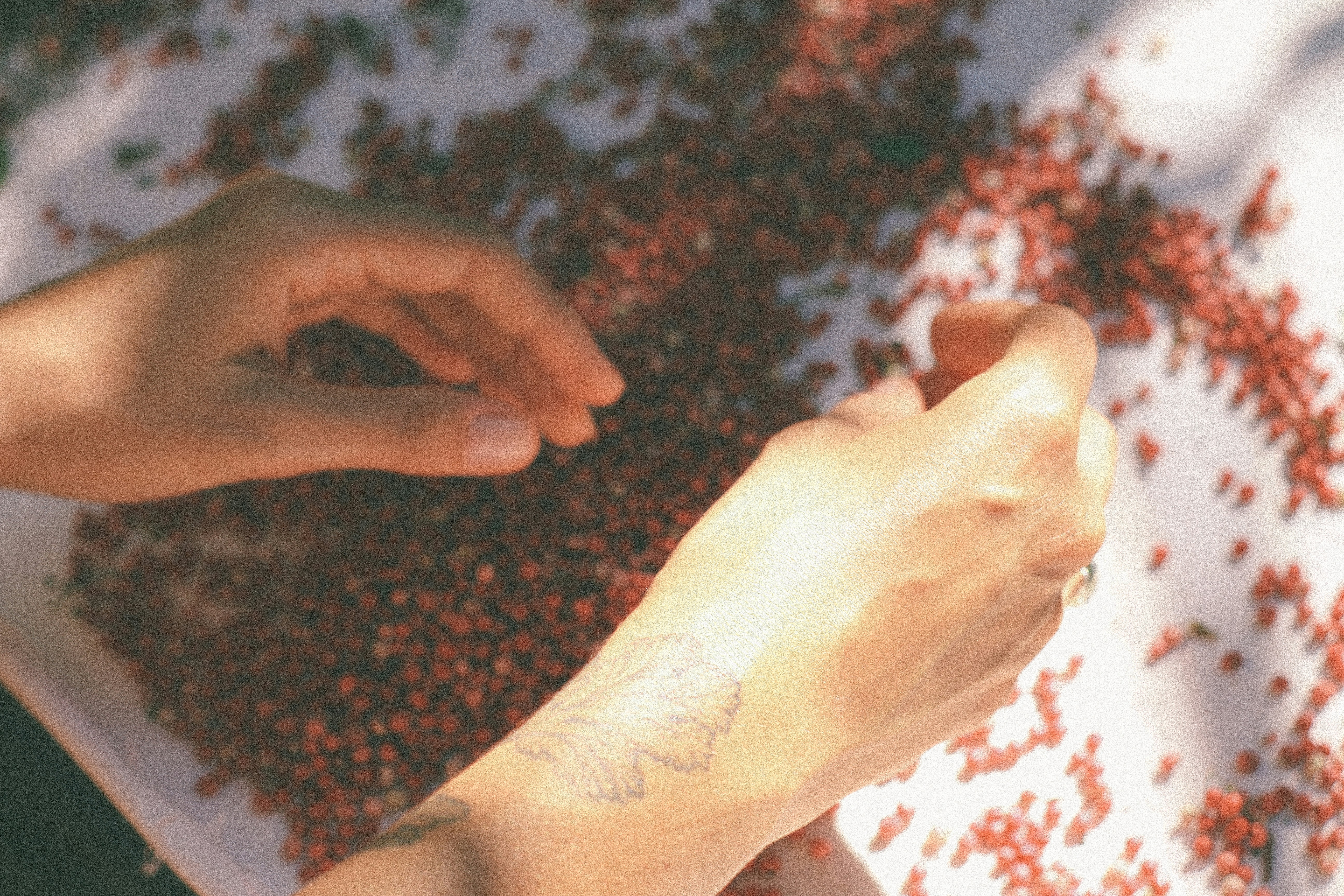 Pimenta e Gengibre: Os Aliados Secretos do Emagrecimento