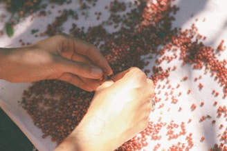 Hands are delicately sorting small red seeds or berries on a white surface, with sunlight casting shadows across the scene.
