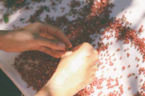 Close-up of hands sorting freshly harvested millets on a rustic wooden table.