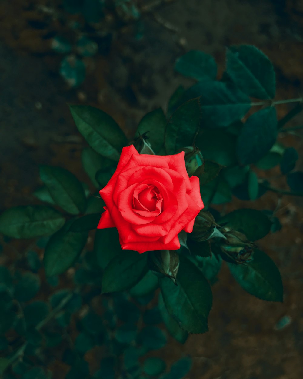 red rose in bloom during daytime