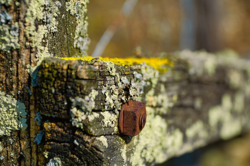 tronco di legno marrone e nero