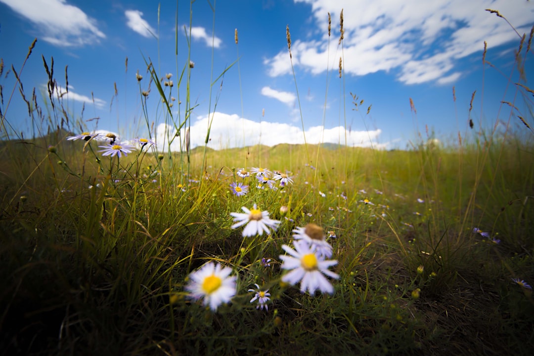 white daisy flowers on green grass field under blue sky during daytime