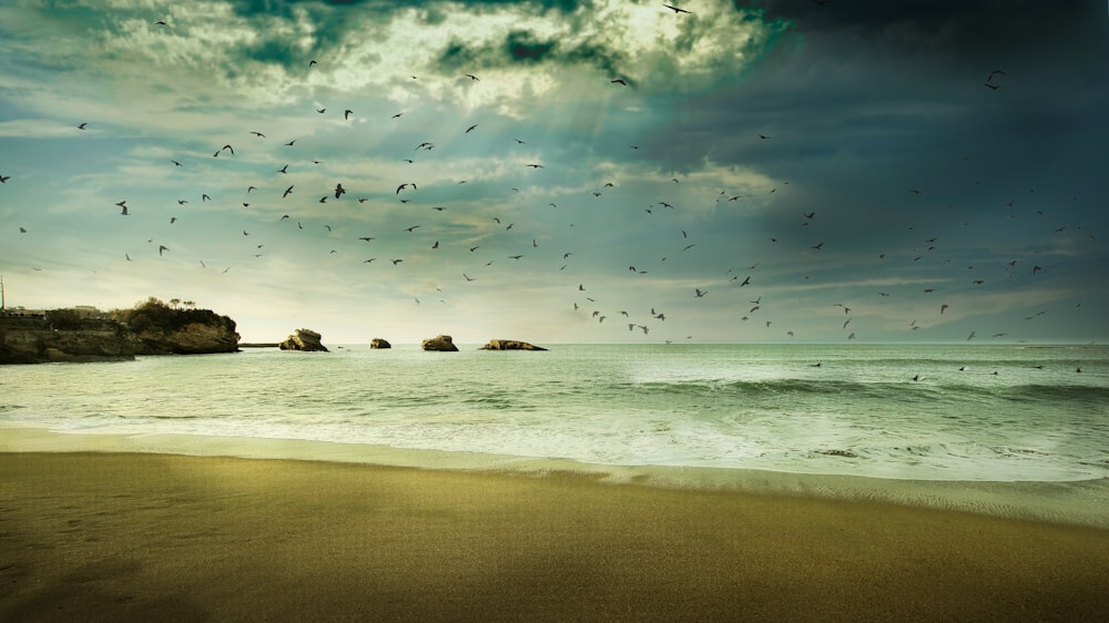 birds flying over the sea during daytime