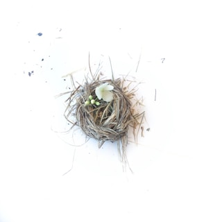 Close-up of delicate bird's nests arranged elegantly on a soft pastel background