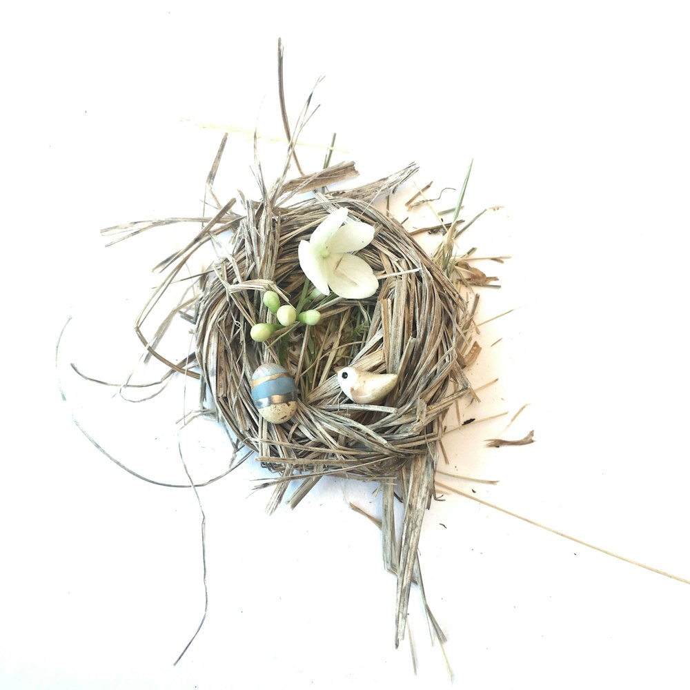 white and green egg on nest
