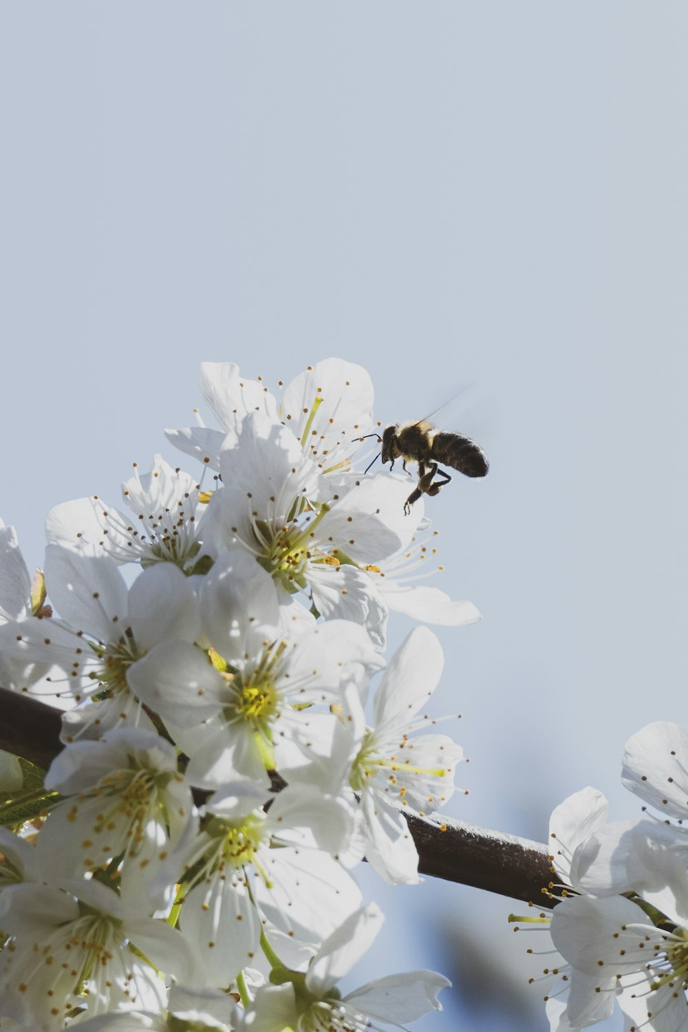 白い花の咲く木の上を飛ぶ蜂