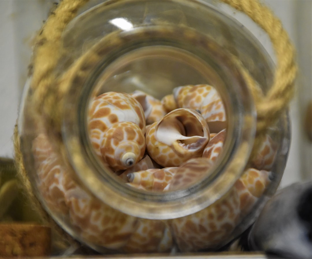 brown and white shells in clear glass bowl