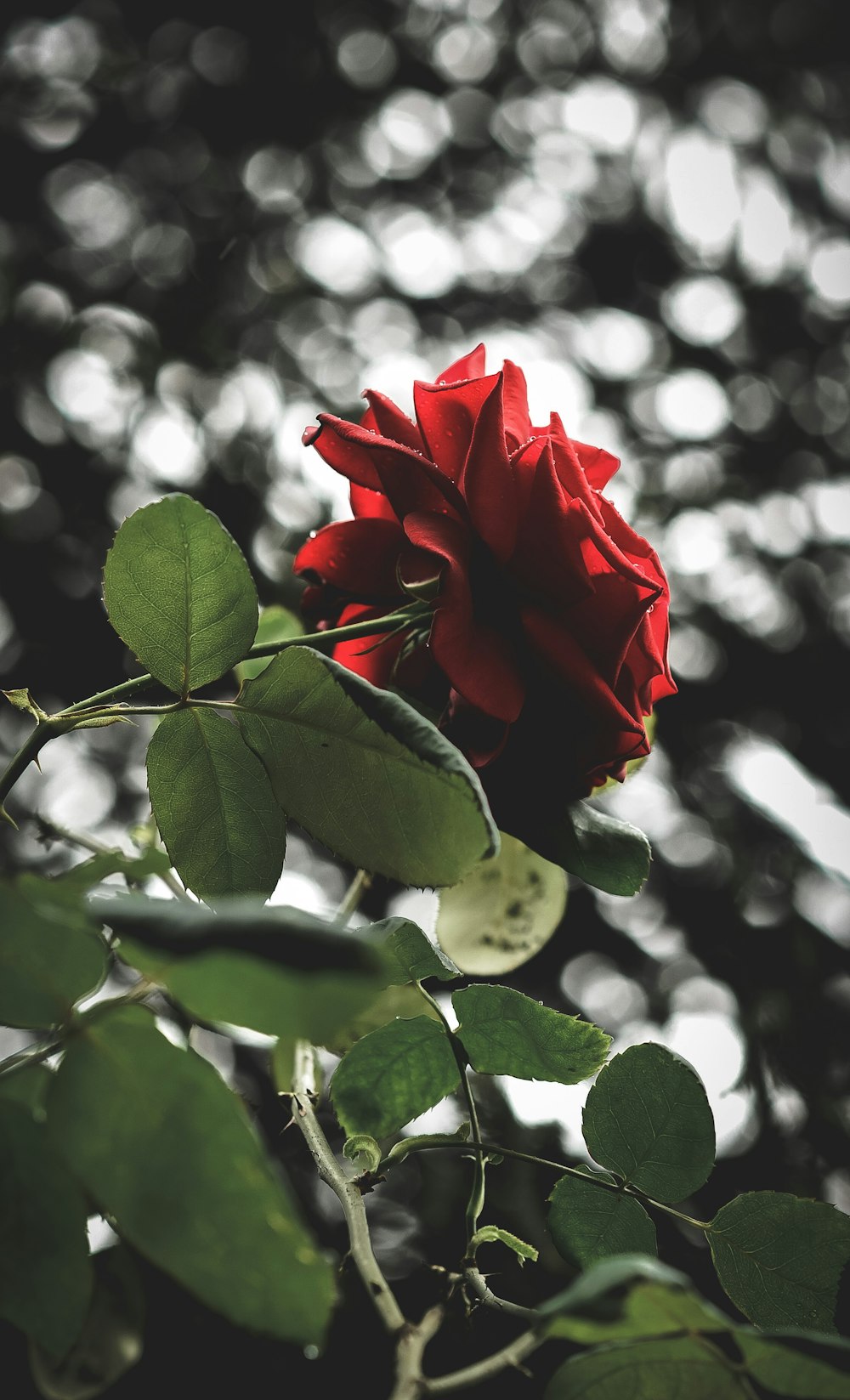 Rote Rose blüht tagsüber