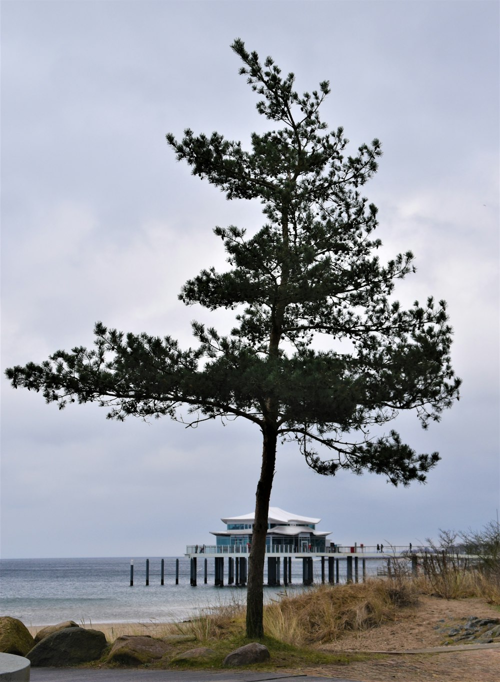 green tree near body of water during daytime