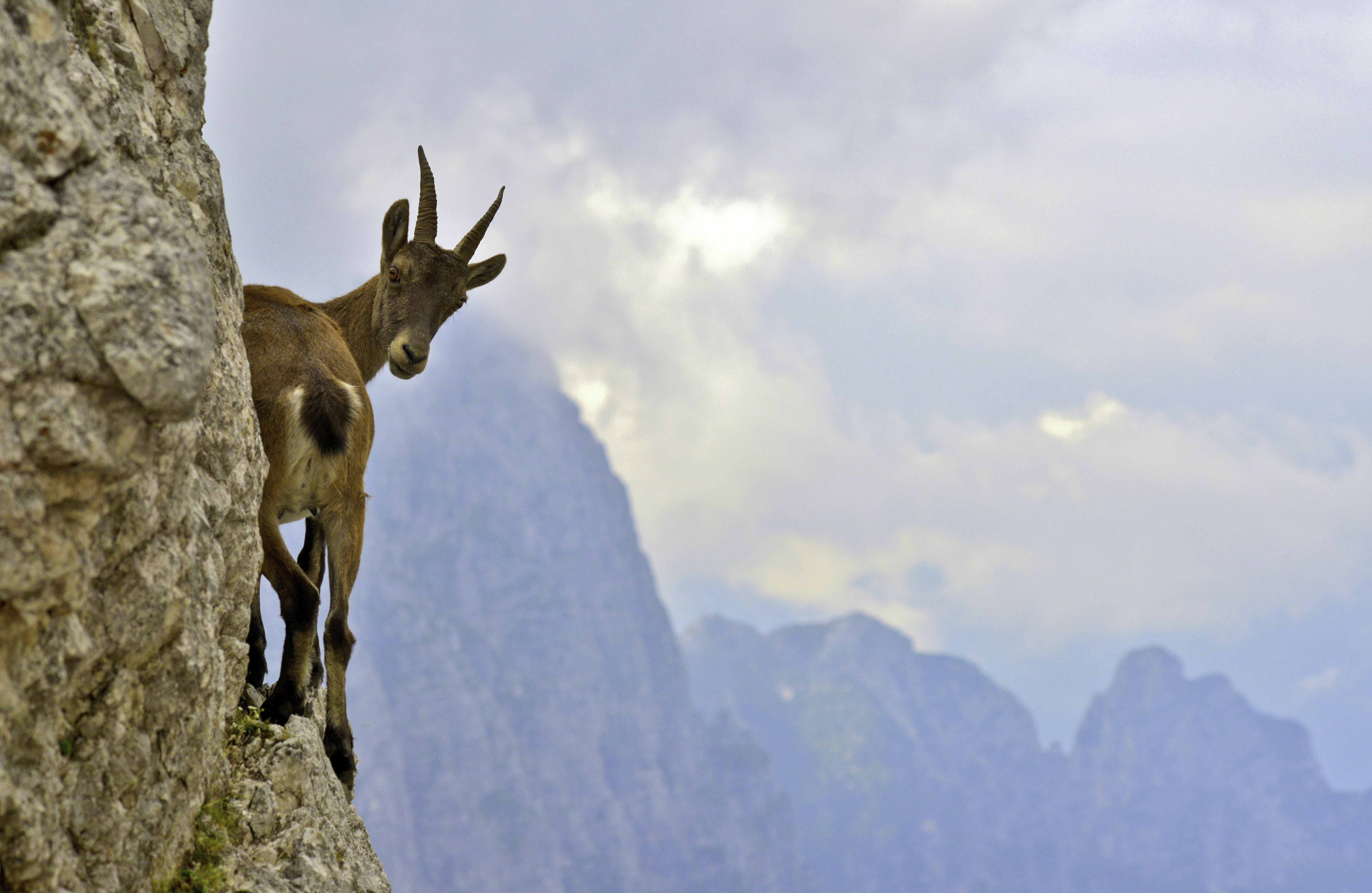 brown deer on rocky mountain during daytime, The photo depicts a young female Ibex on the fork of Disteis (2,200 m), near the top of the Jof di Montasio. This picture was taken leaning on the crest of the saddle: these beautiful animals had fun running on the edge of the ledges ...