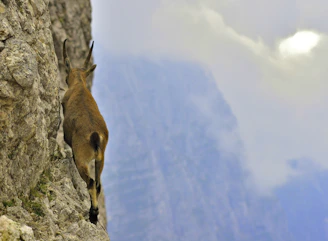 A majestic mountain goat climbing steep rocky terrain under a starry night sky.