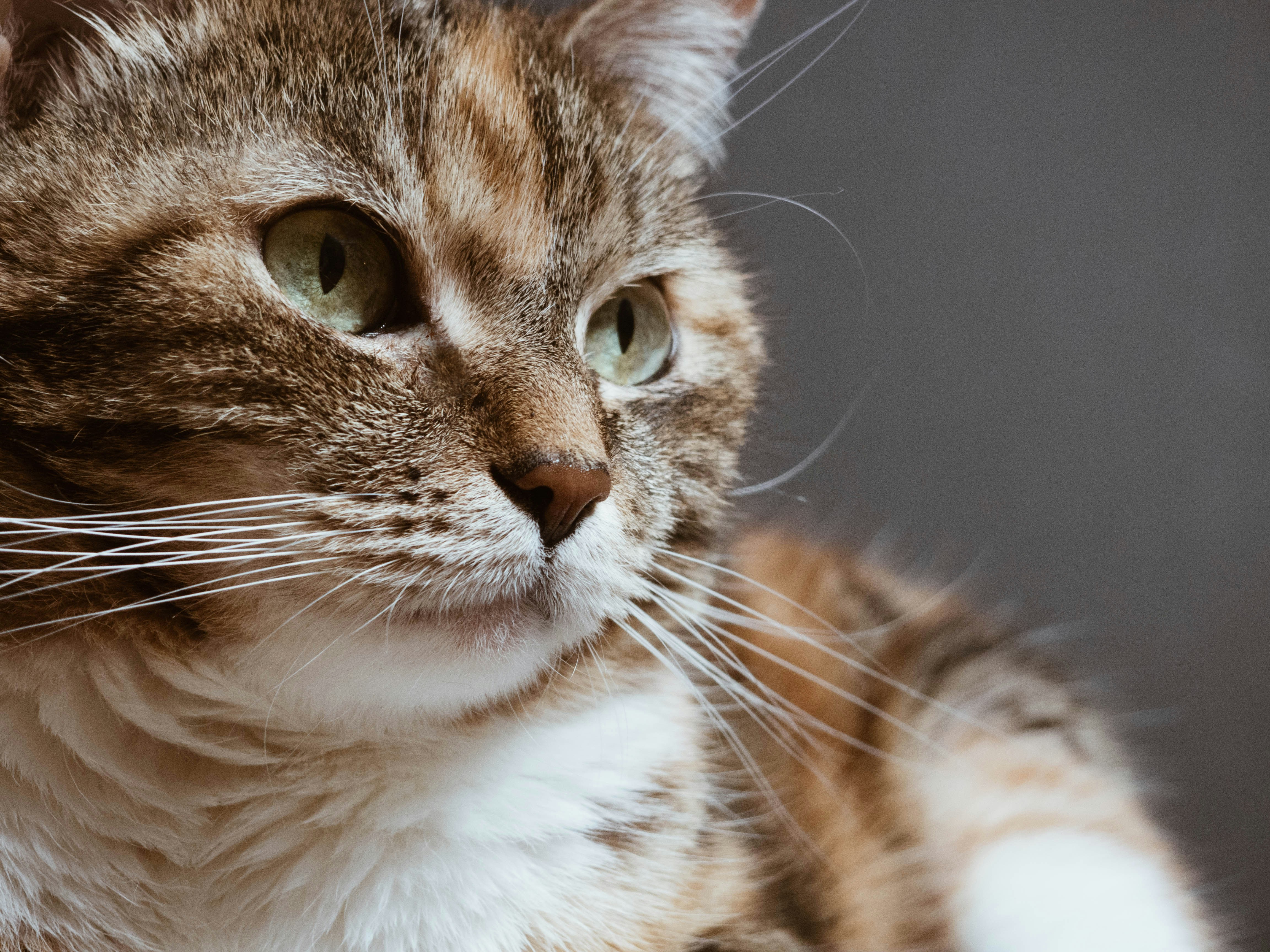 Photo by disguise_truth