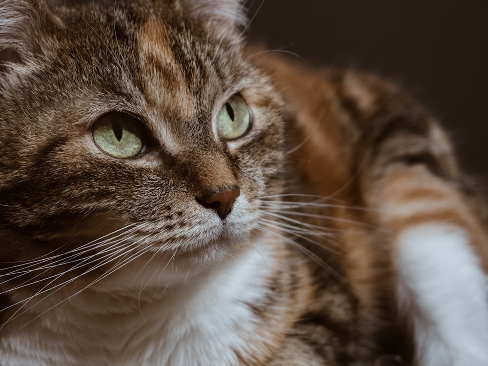 brown and white tabby cat