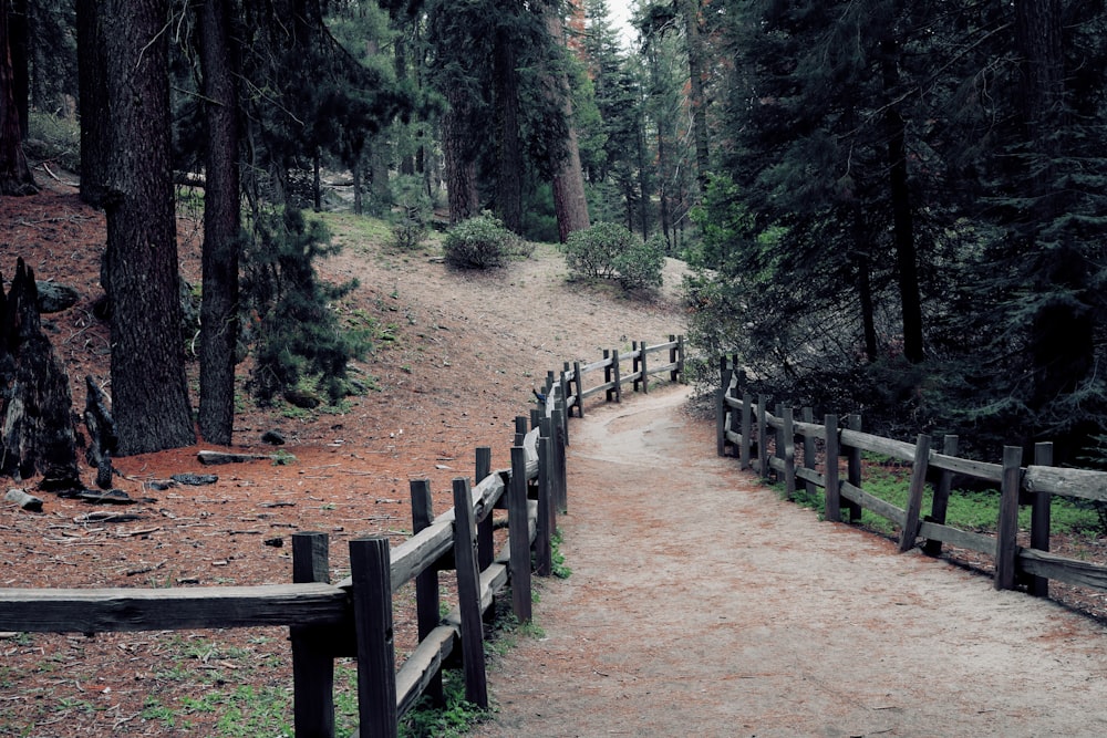 brown wooden fence in forest during daytime