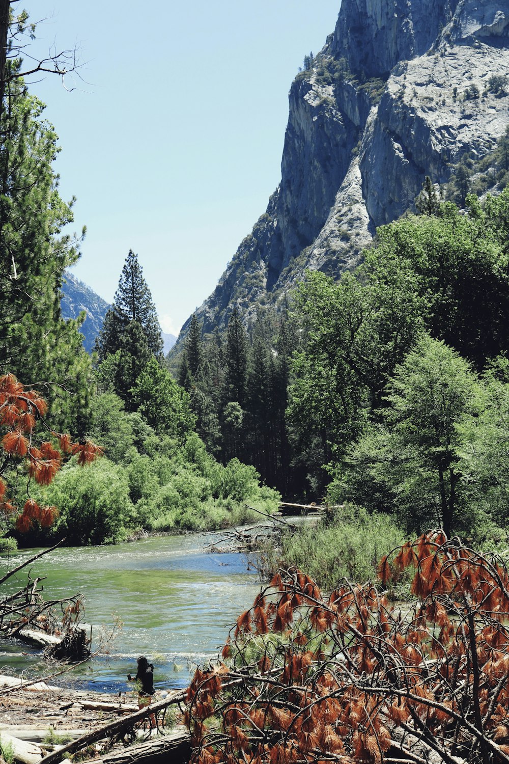 green trees near lake and mountain during daytime