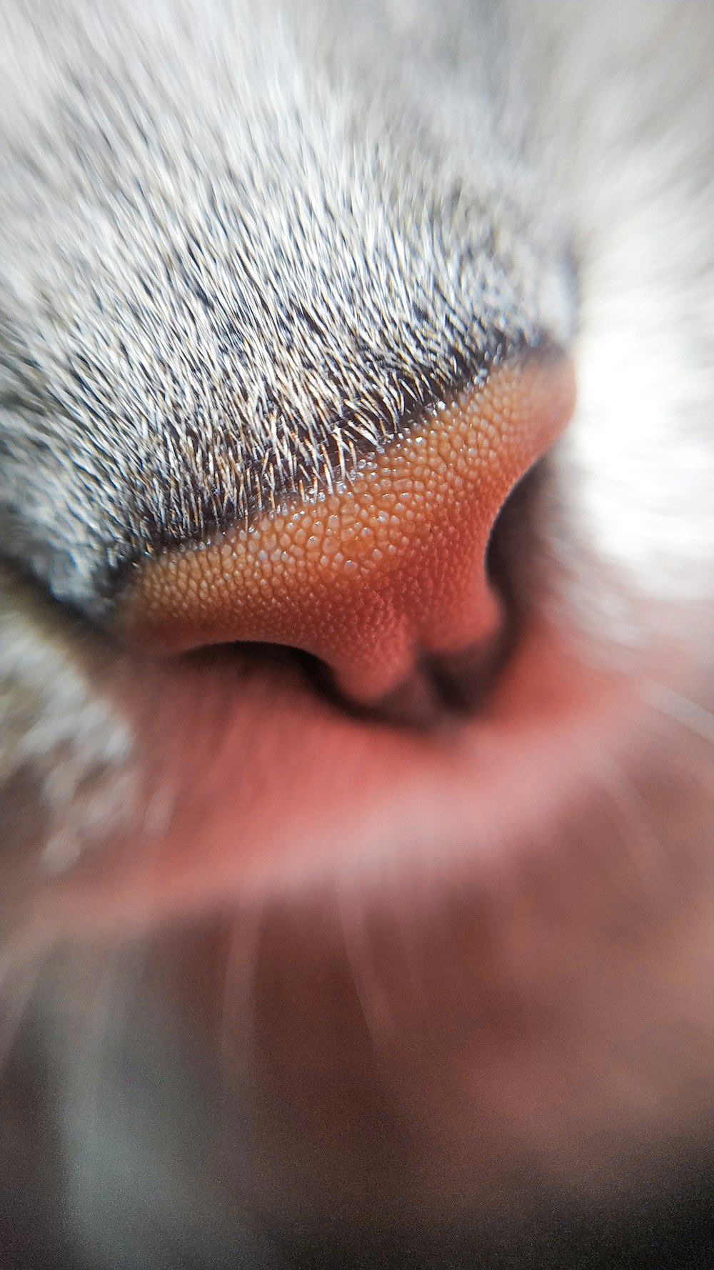 white and gray fur animal