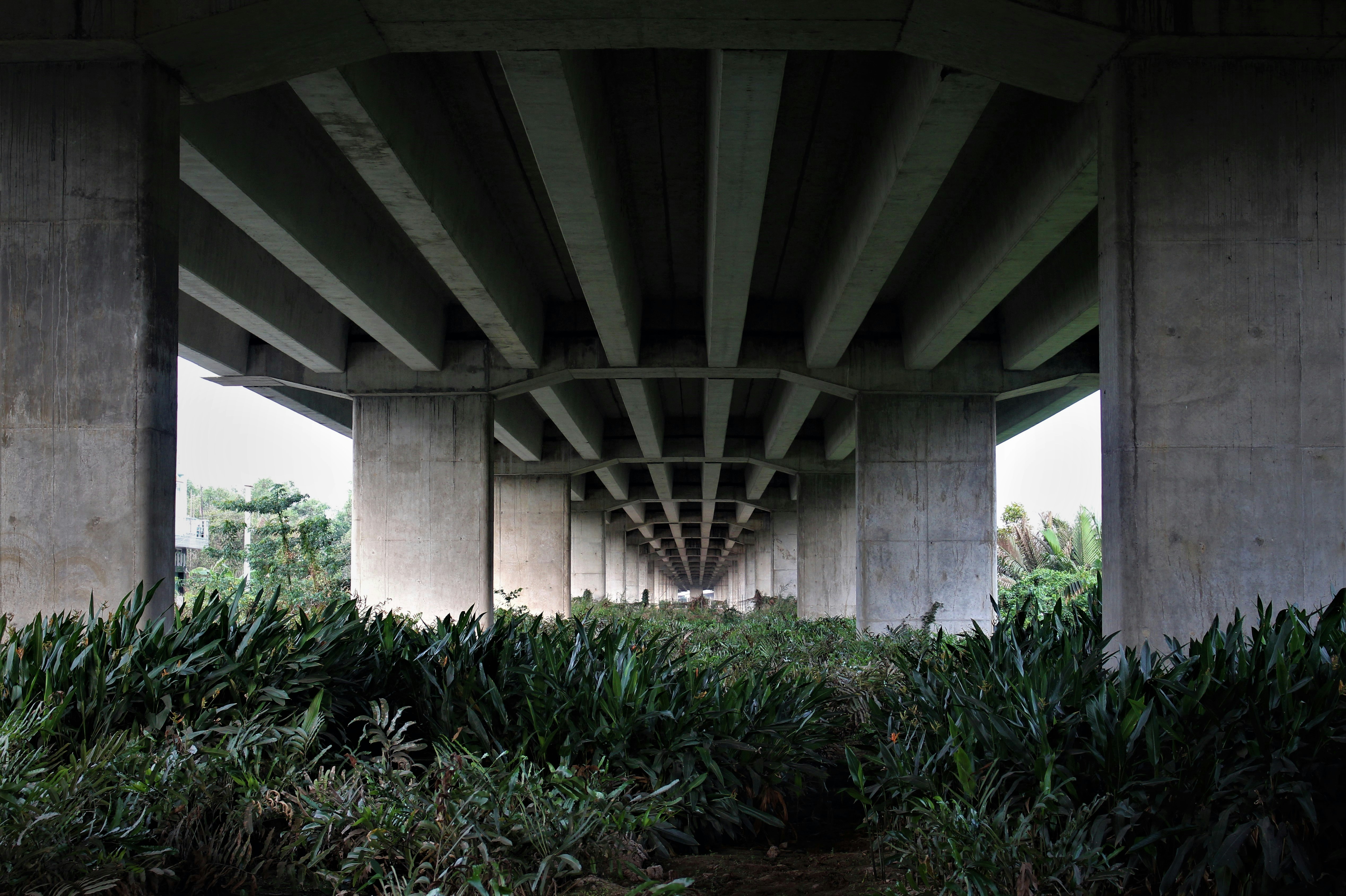 green plants under white bridge during daytime