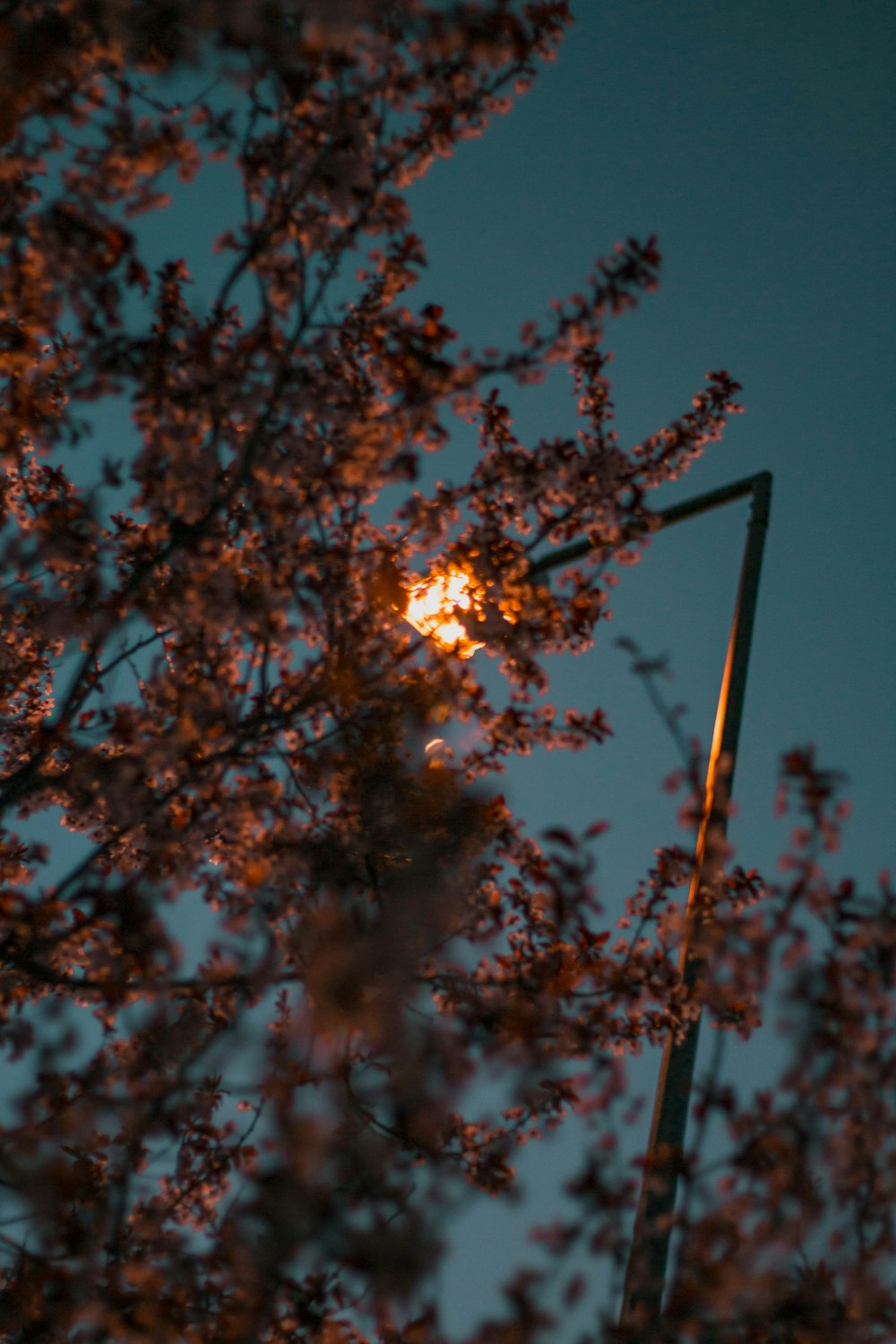 brown tree with yellow light during night time