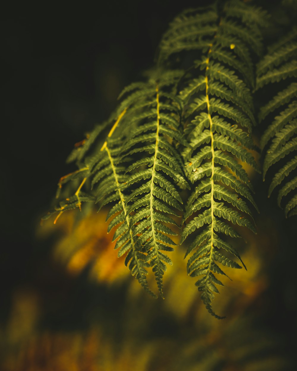 green leaf plant in close up photography